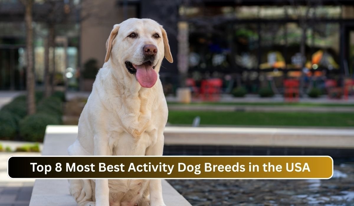 Top 8 Most Best Activity Dog Breeds in the USA