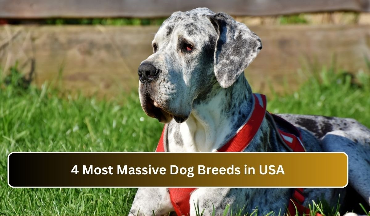 4 Most Massive Dog Breeds in USA