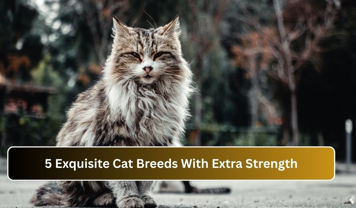 5 Exquisite Cat Breeds With Extra Strength