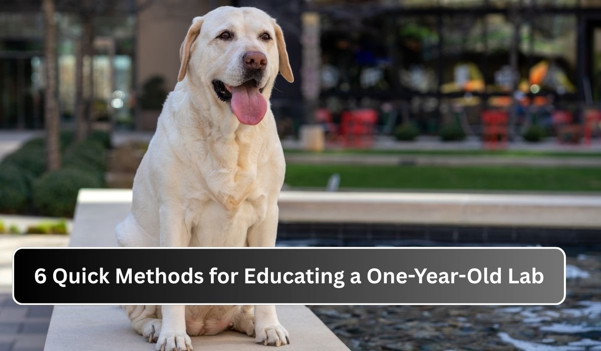 6 Quick Methods for Educating a One-Year-Old Lab