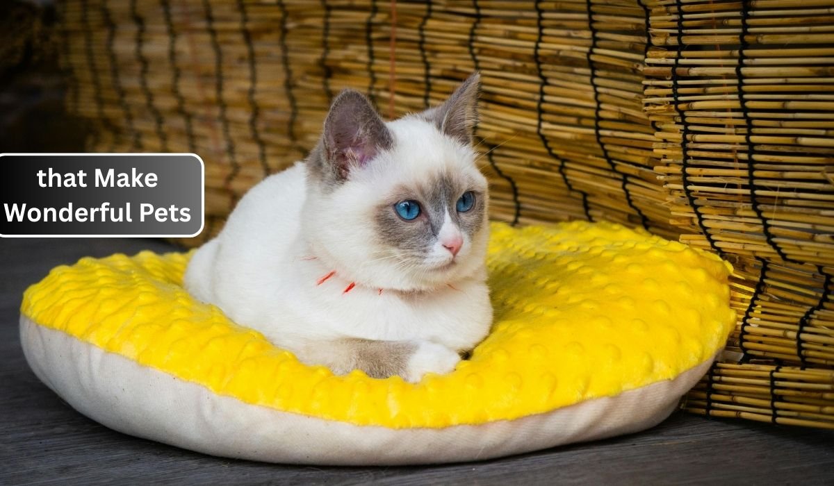 Top 8 Cat Breeds that Make Wonderful Pets