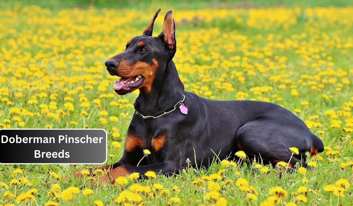 Doberman Pinscher Breeds
