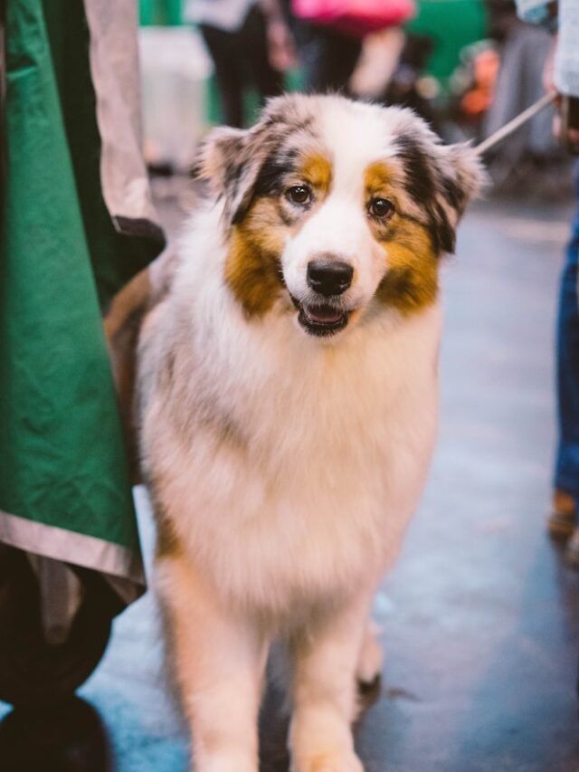 9 Most Best Distinctive Activity Dog Breeds in the USA