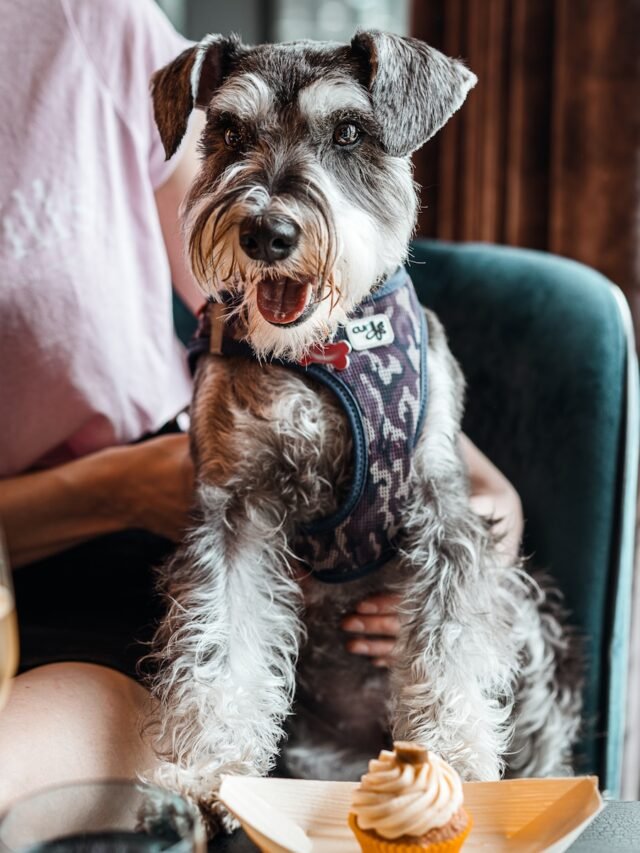 shallow focus photo of long-coated white and black dog