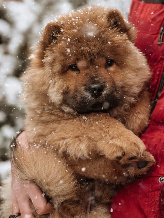 brown and black long coated dog on snow covered ground during daytime