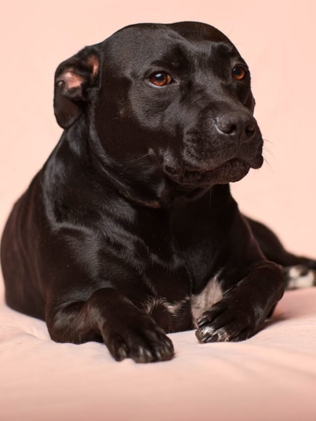 black smooth-coated dog