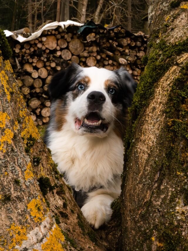Aussie Shepherd