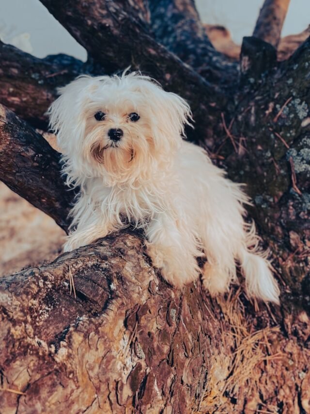 Maltese
