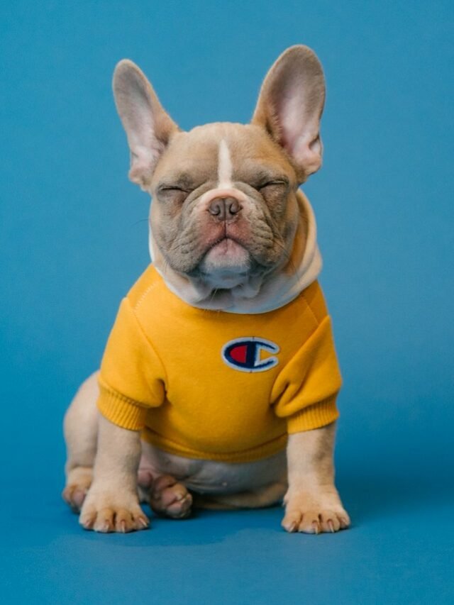 brown french bulldog wearing yellow shirt