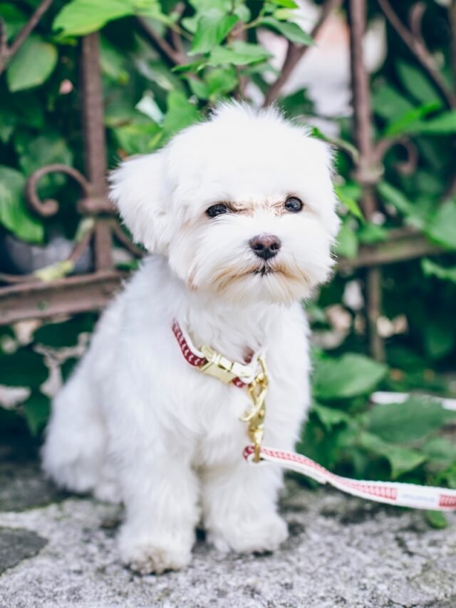 white shih tzu near green plant