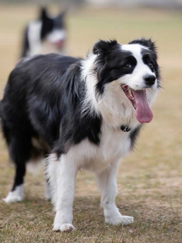 7 Most Common and Responsive Dog Breeds in the USA