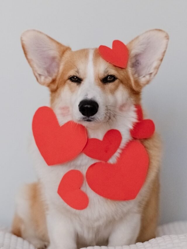 brown and white corgi wearing pink heart shaped hat
