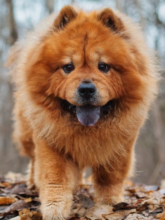 Chow Chow
