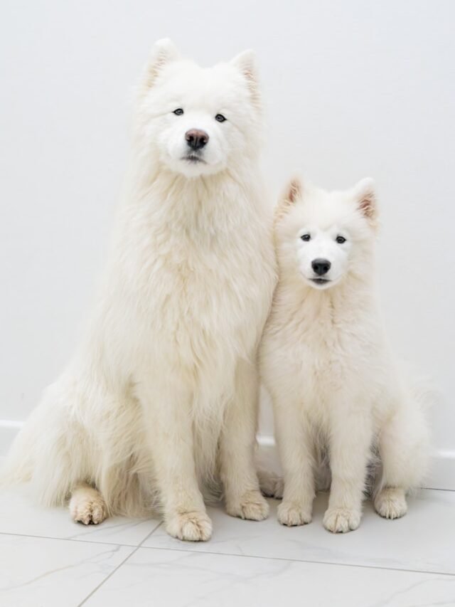 a couple of white dogs sitting next to each other