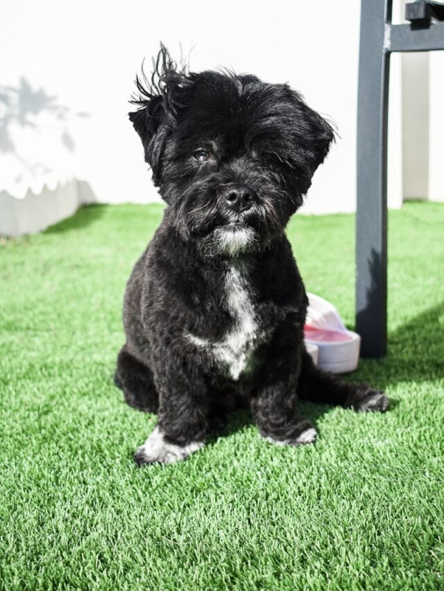 Affenpinscher Dog