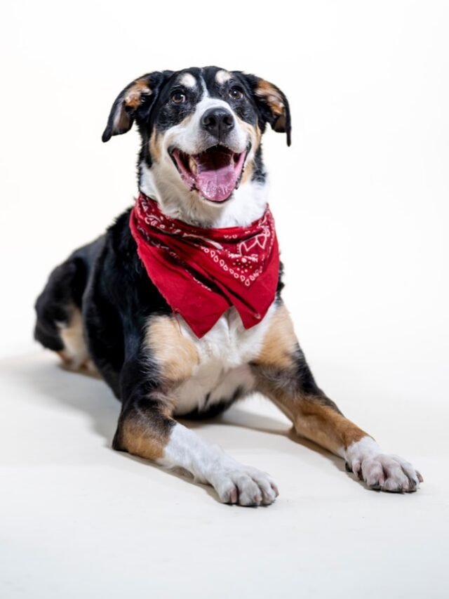 black white and brown short coated dog