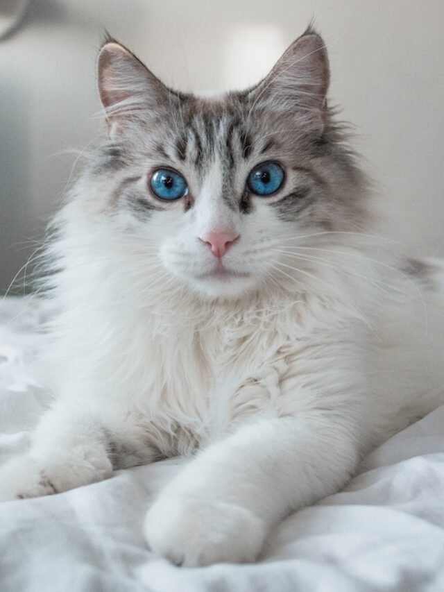 white and brown long fur cat