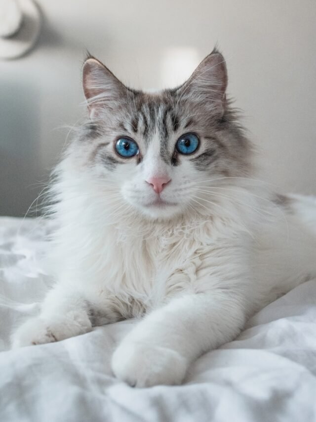 Top 8 Most Popular Body Language Cat Breeds