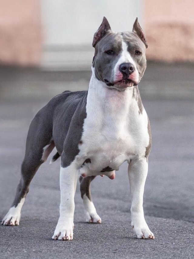 American Staffordshire Terrier