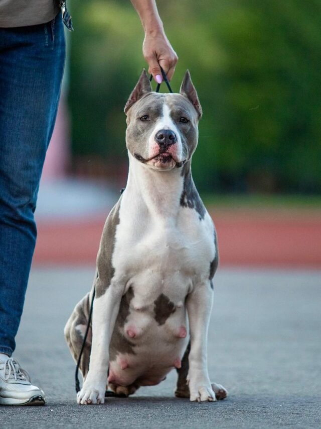 8 Traits and Health of the American Staffordshire Terrier