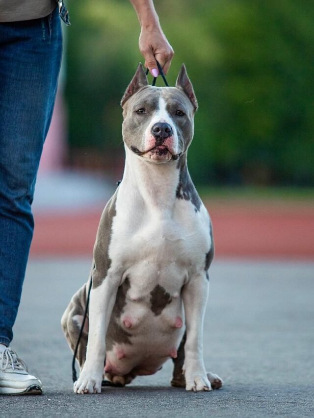 American Staffordshire Terrier
