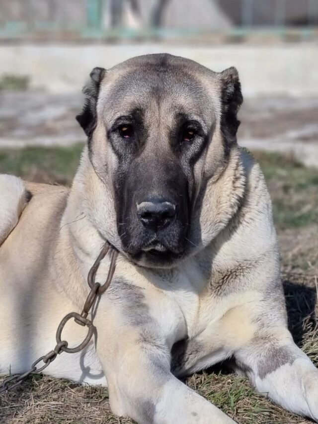 Anatolian Shepherd