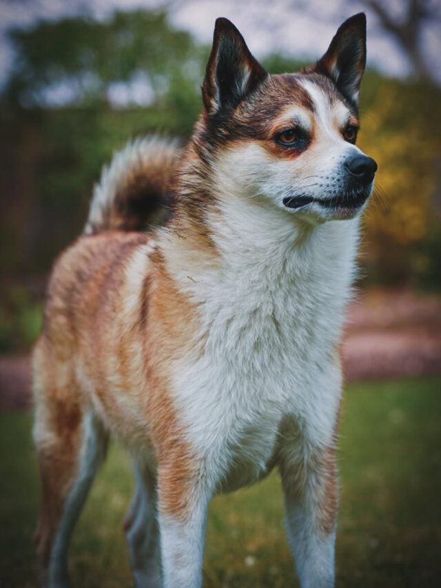 At times Talyn looks so mature! He’s nearly 5 and it’s not allowed! Happy #nationalpetday #dogs #norwegianlundehund #lundehund #puffindog #norsklundehund #norskhund #puffindog #rarebreed