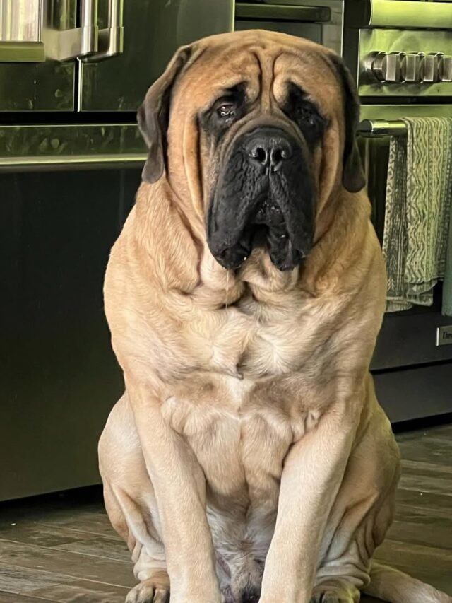 8 Most Giant Dog Breeds in the USA