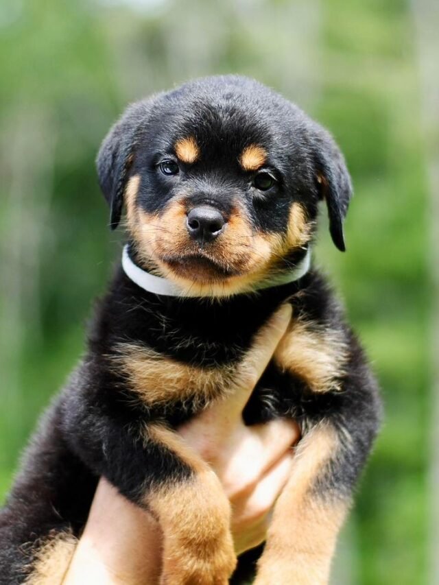 Rottweilers Puppies