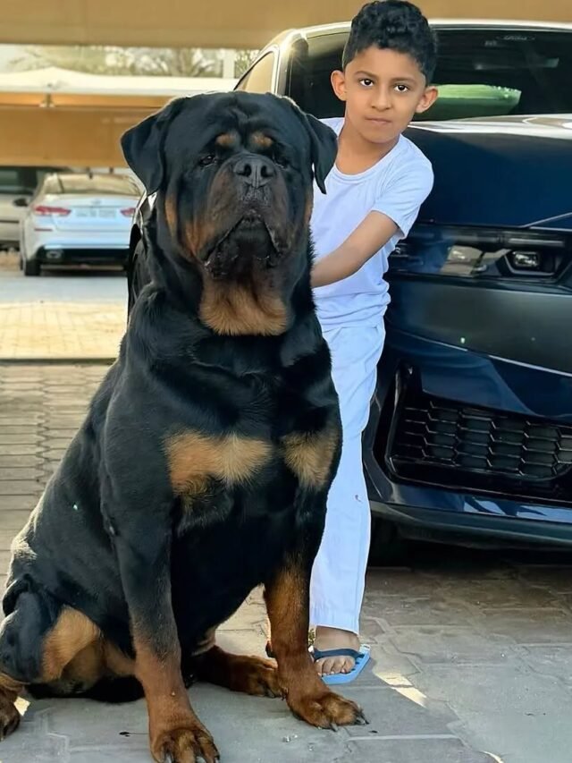 Rottweiler: An Amazingly trusted Breed