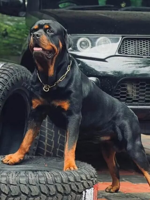 Rottweilers