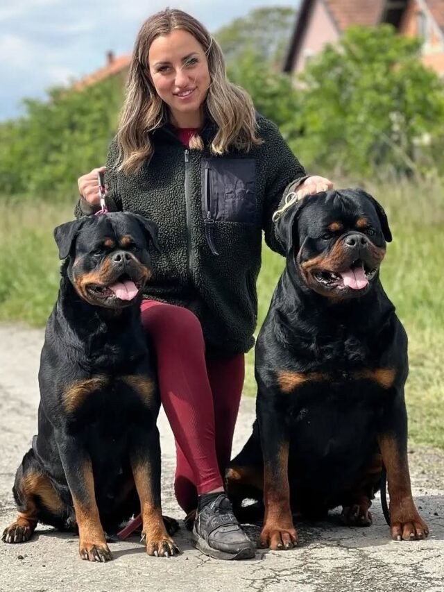 Top 8 Best Guard Dogs to Keep Your Home and Family Safe