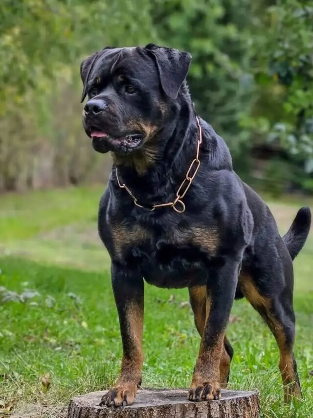 Rottweilers