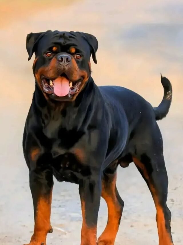 Top 8 Best Dog Breeds for Defense