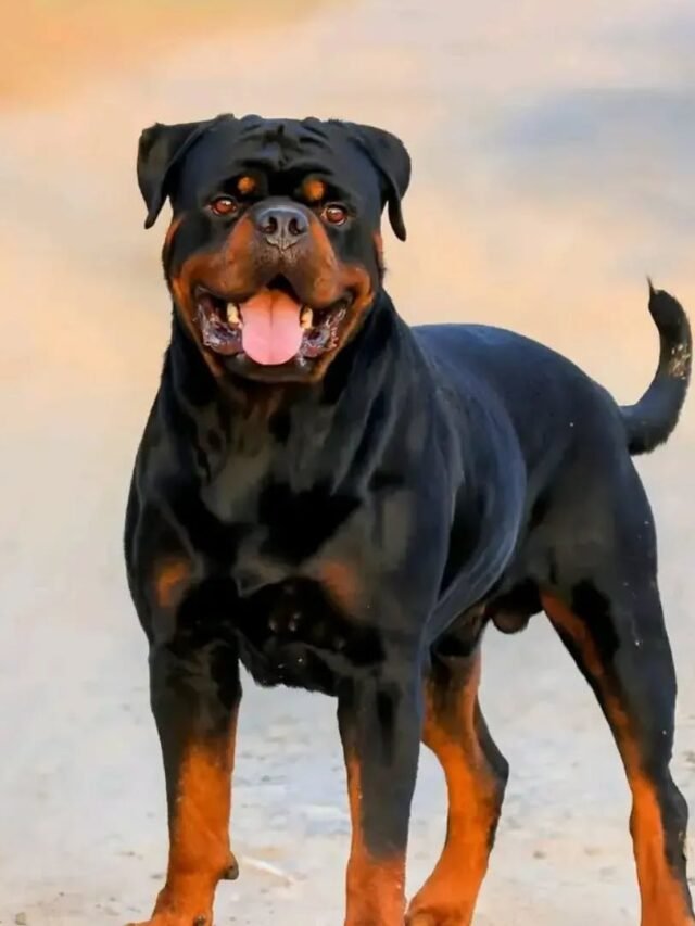 Rottweilers