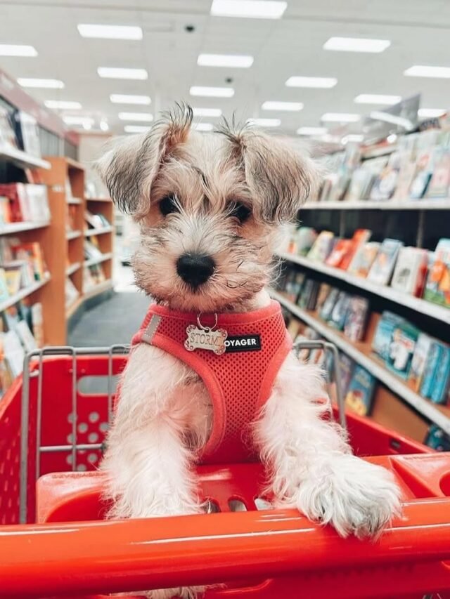 So cute @mini_stormi_