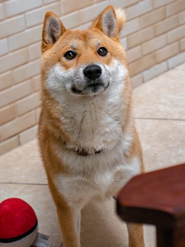 brown and white short coated dog