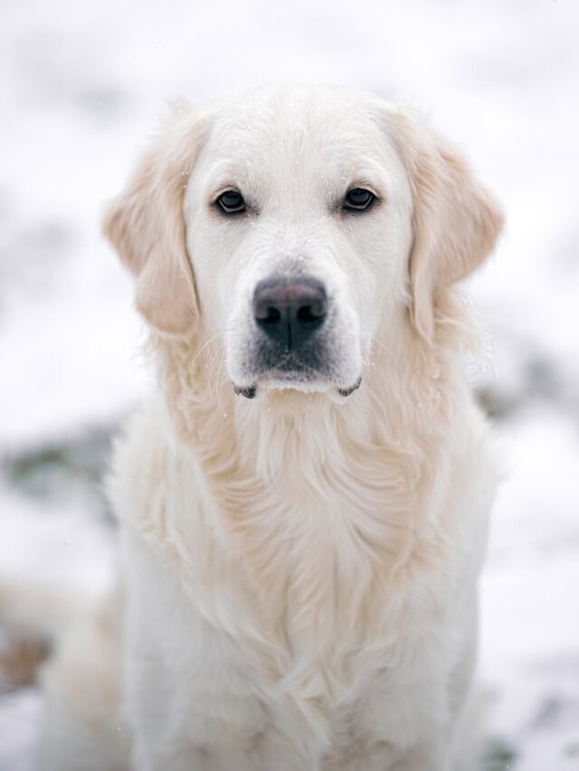 a white dog sitting in the snow looking at the camera