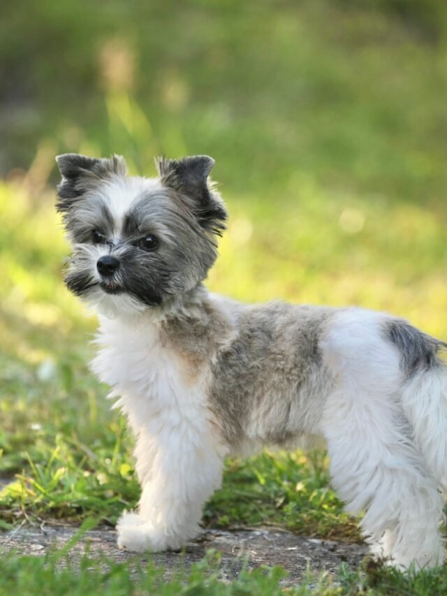 A Top Rarest Biewer Terrier Dog Breeds in USA