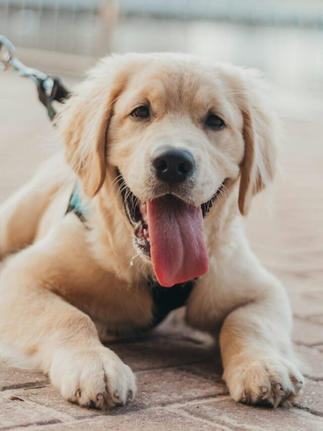 8 Most Adorable Puppies in the USA