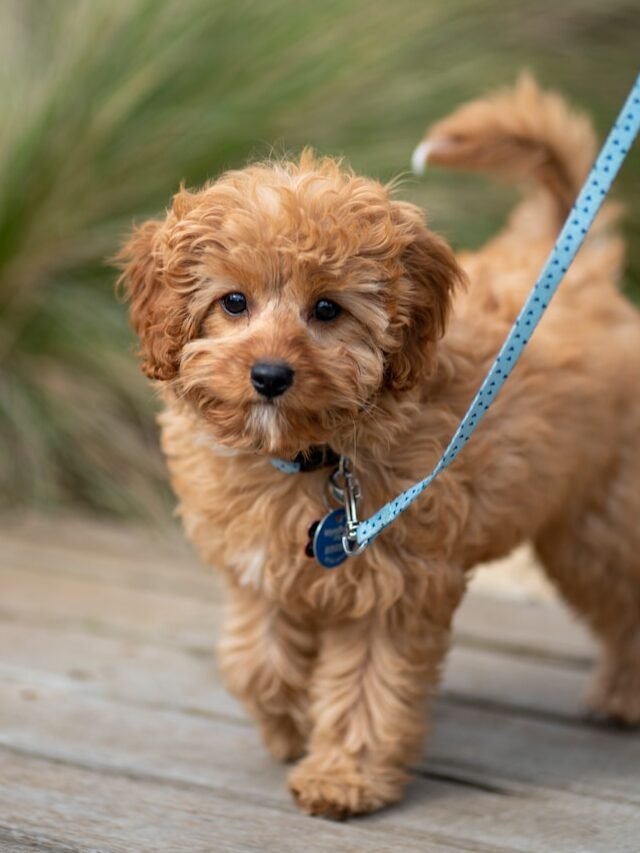 9 Most Desirable Dog Breeds in the USA