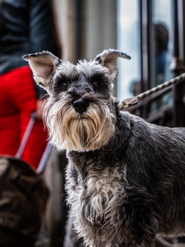 black and brown miniature schnauzer