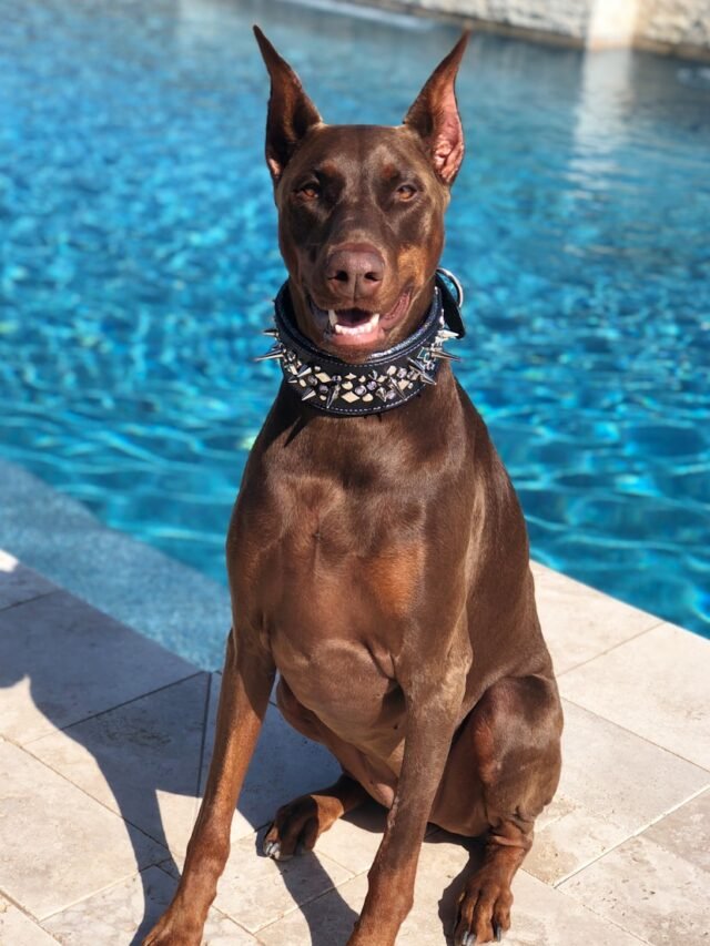 Doberman Pinscher