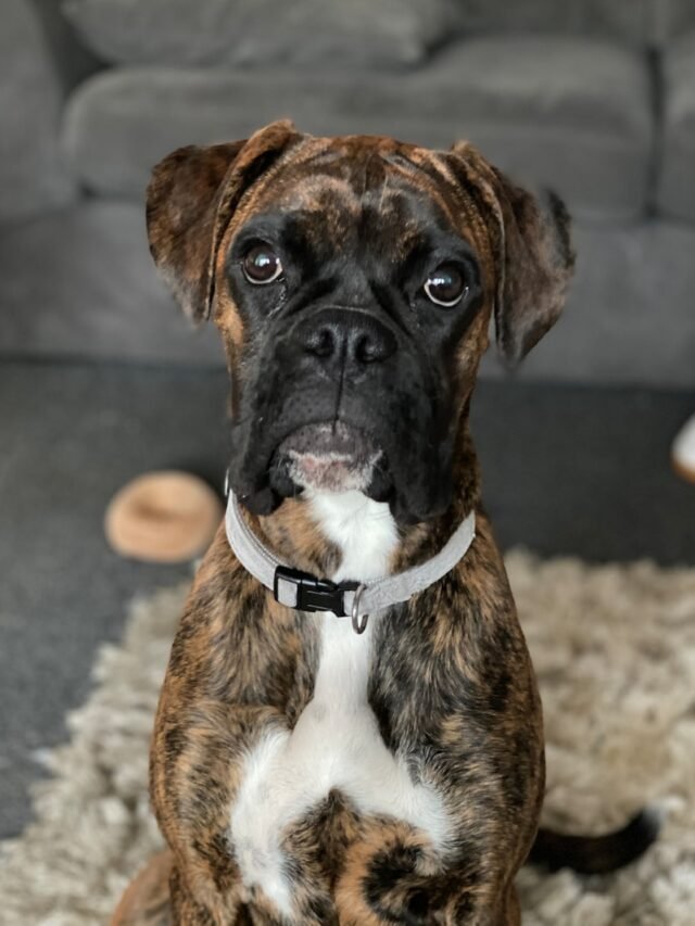 brown and black short coated dog