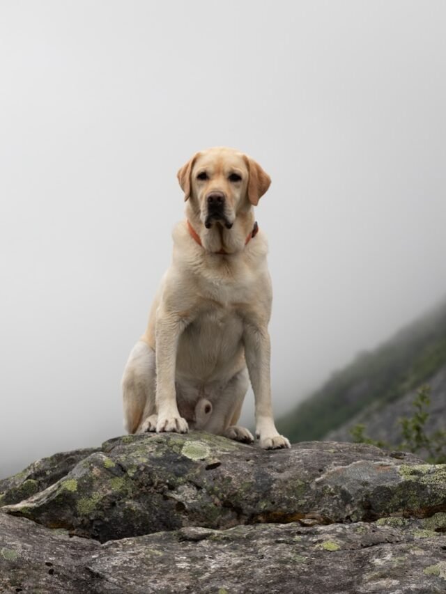 Old Labrador