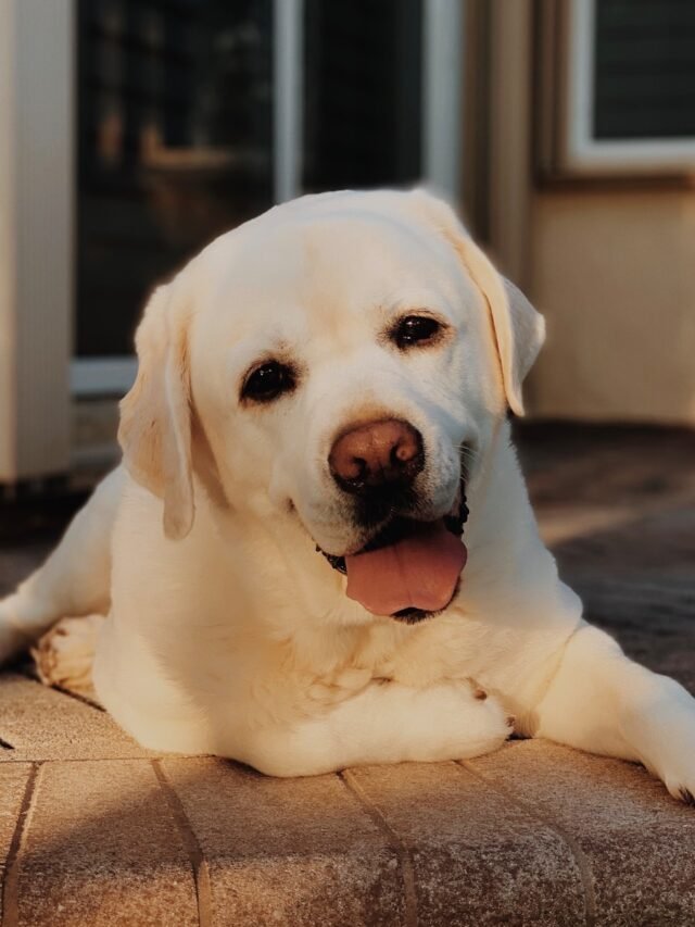 Labrador Retriever