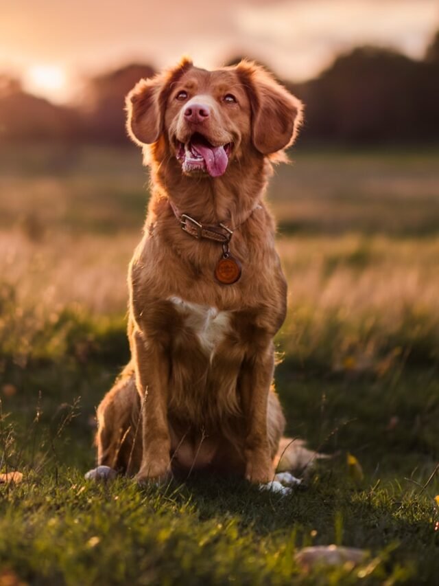 brown and white short coated dog sitting on green grass during daytime