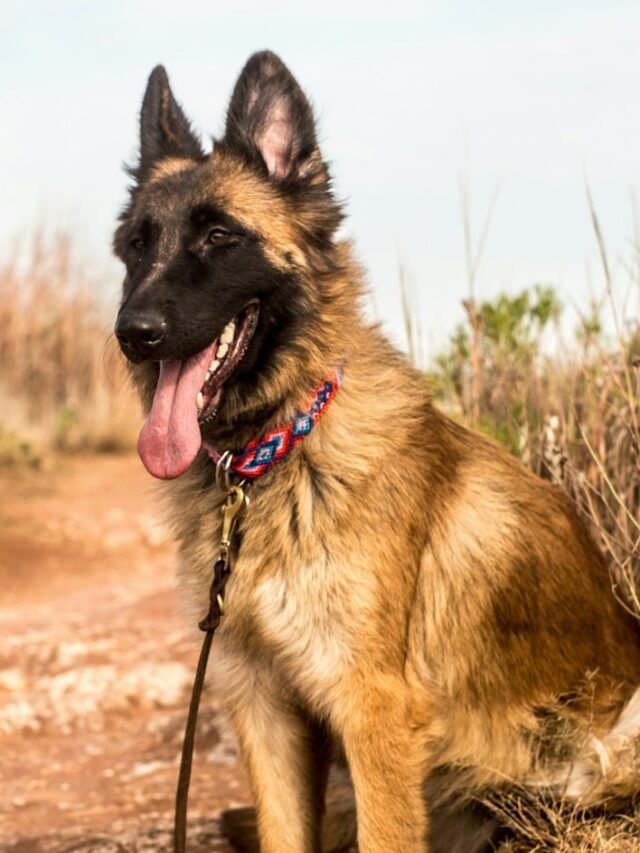 Belgian Malinois