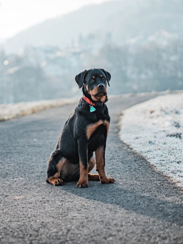 a black and brown dog sitting on the side of a road