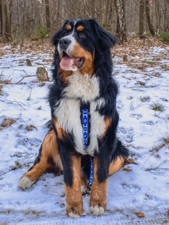 8 Most Roaring Giant Behaviour Dogs in the USA